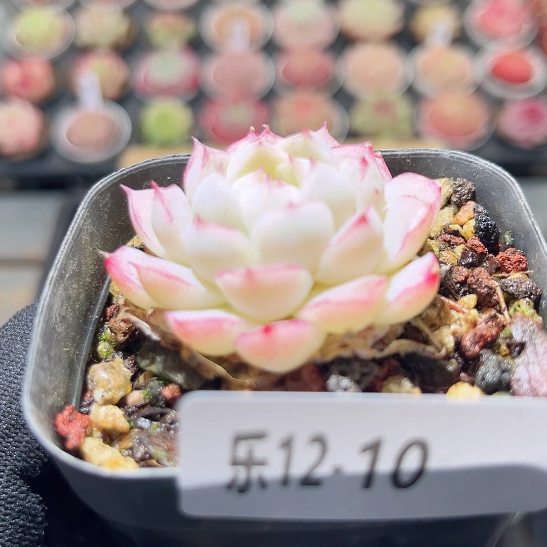 乐12-10 女王单头