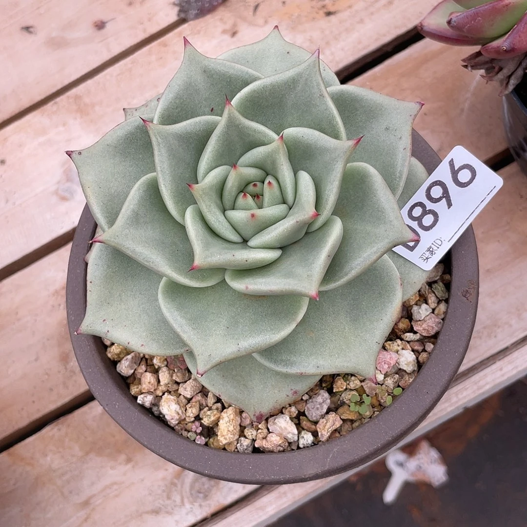 若如东云组拍D896