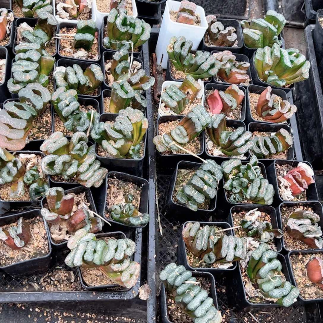 瑕疵长乐多肉植物一颗多肉