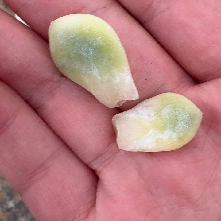 超奶叶片一物一拍