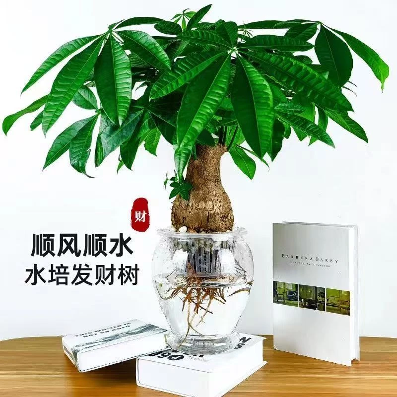 水培种植发财树电视柜盆栽绿植玻璃水培养鱼室内发财树发财树水培