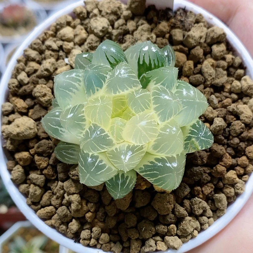 【闪购商品】21糊斑蓝镜玉露锦