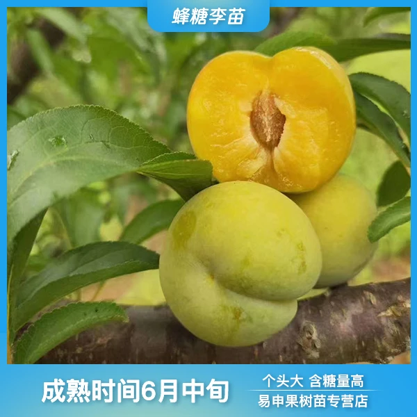 蜂糖李子嫁接树苗