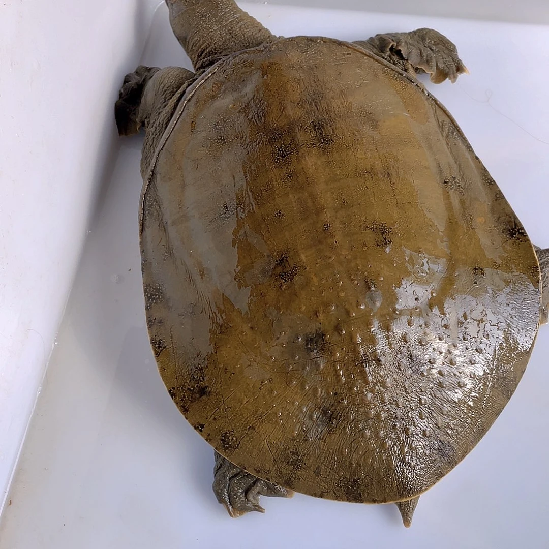 中国大陆123456778