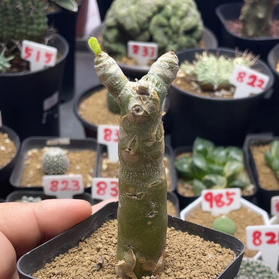 阿房宫 奇峰锦属的