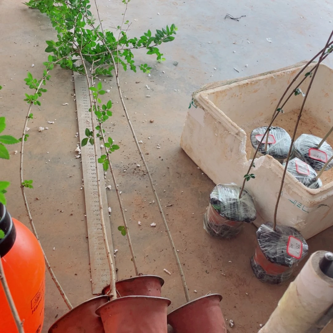 ****缘无花朵附石的传用苗子