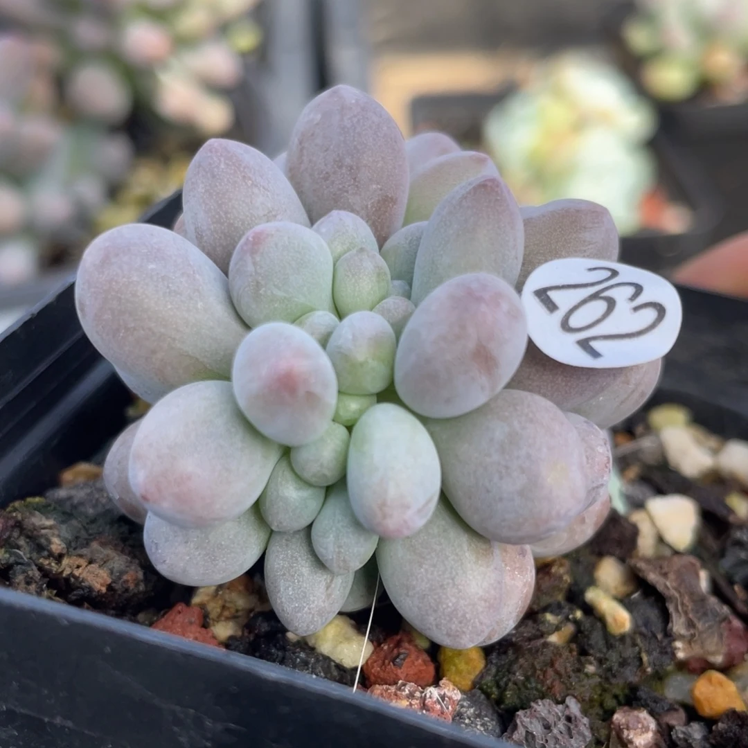 仙子奶酪多肉植物