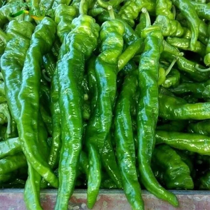 新鲜螺丝青椒 4.5斤 现摘现发农家新鲜辣味辣椒当季蔬菜