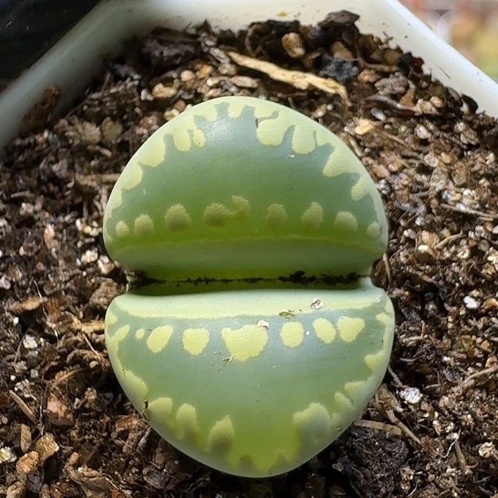 生石花111111。   203