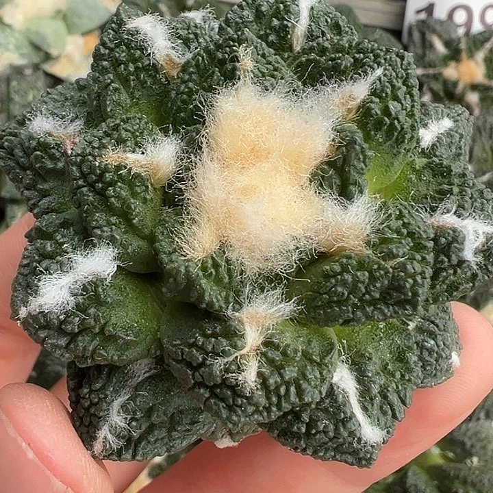 哥斯拉落地有根196