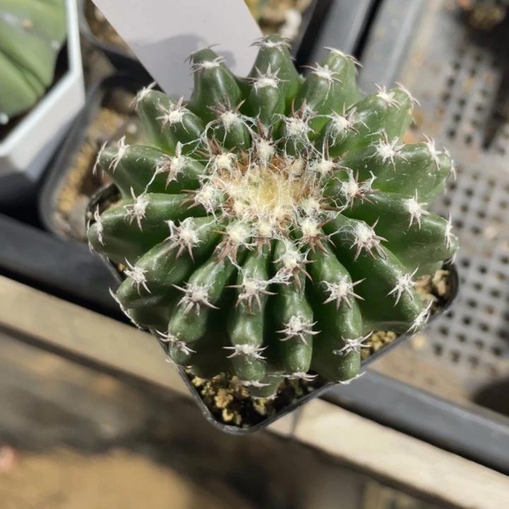 海***蓝实生奇特圆盘带盆发