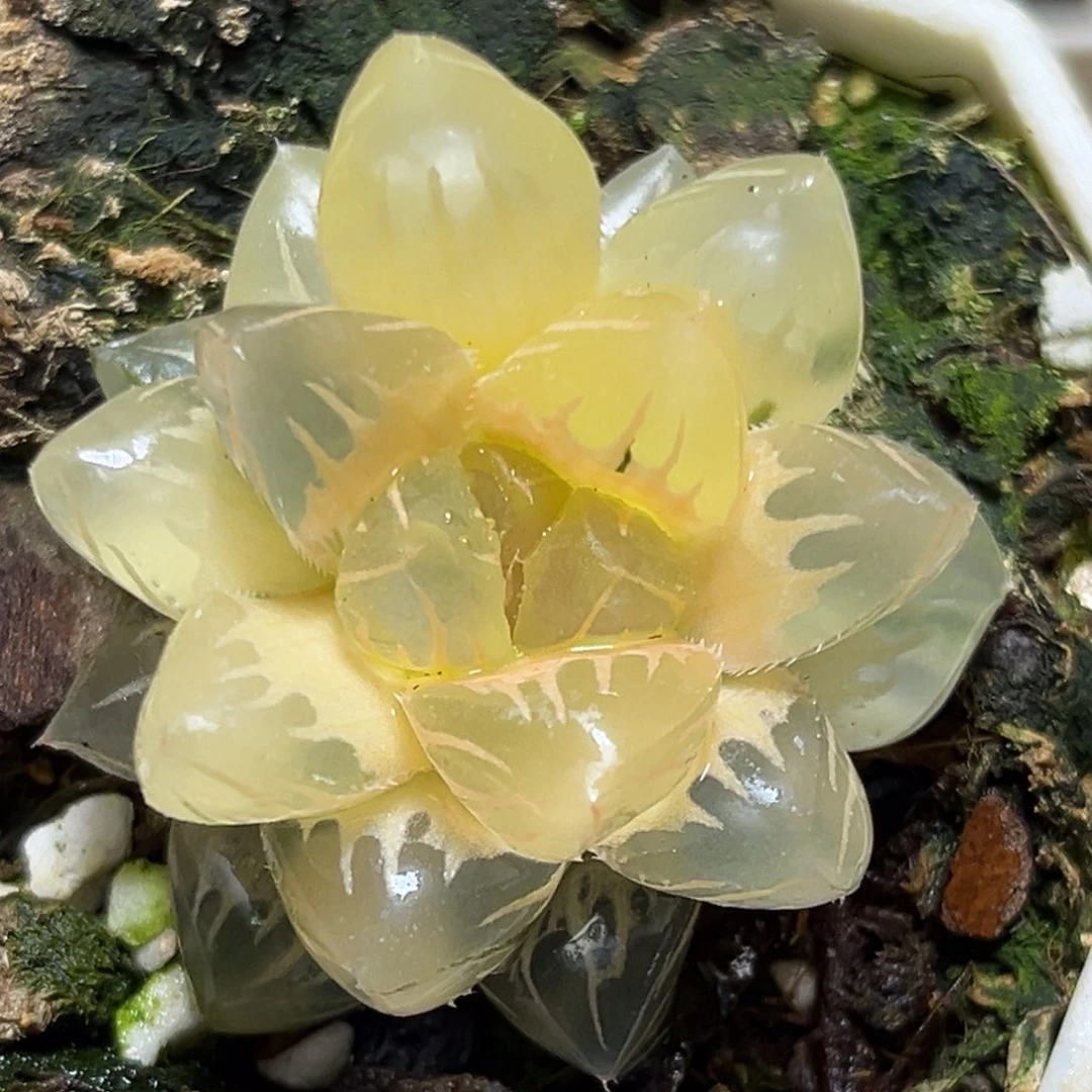 恭喜发财大吉大利579