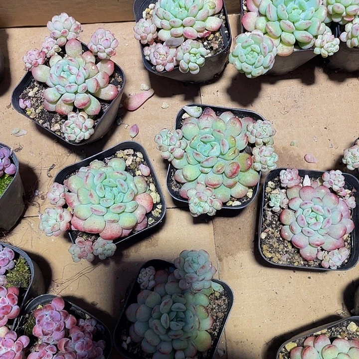 大萌豆带盆土发货