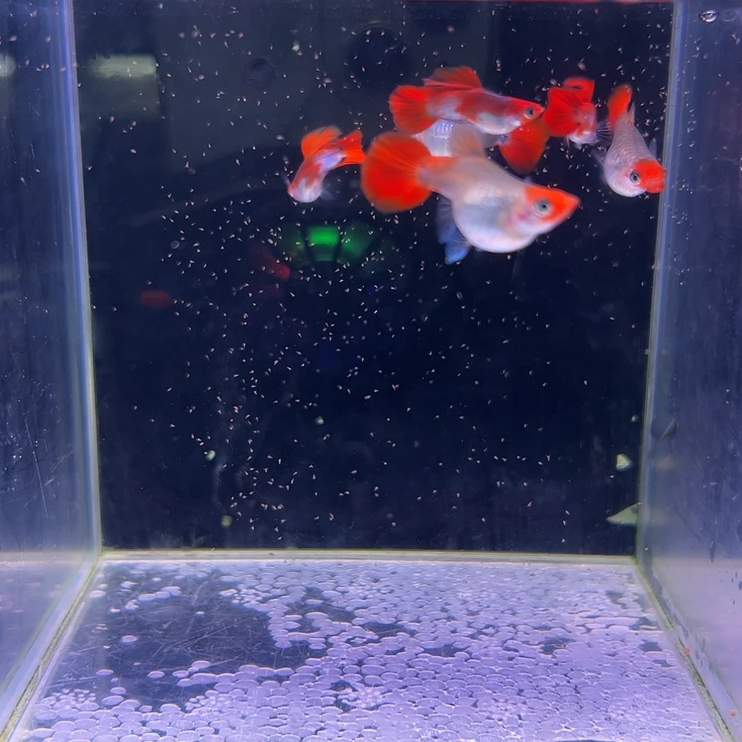 孔雀鱼黄化深海蓝贵族球体3对