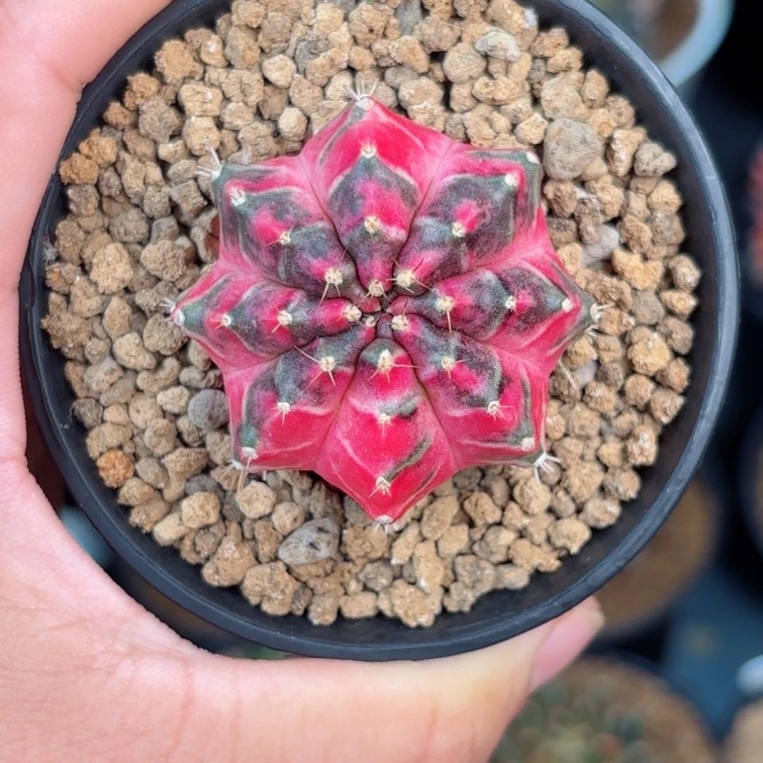 泰系米哈花炸弹仙人球83