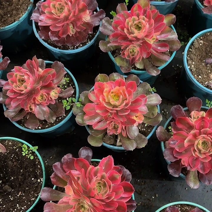 多肉植物香妃量拍10元两颗