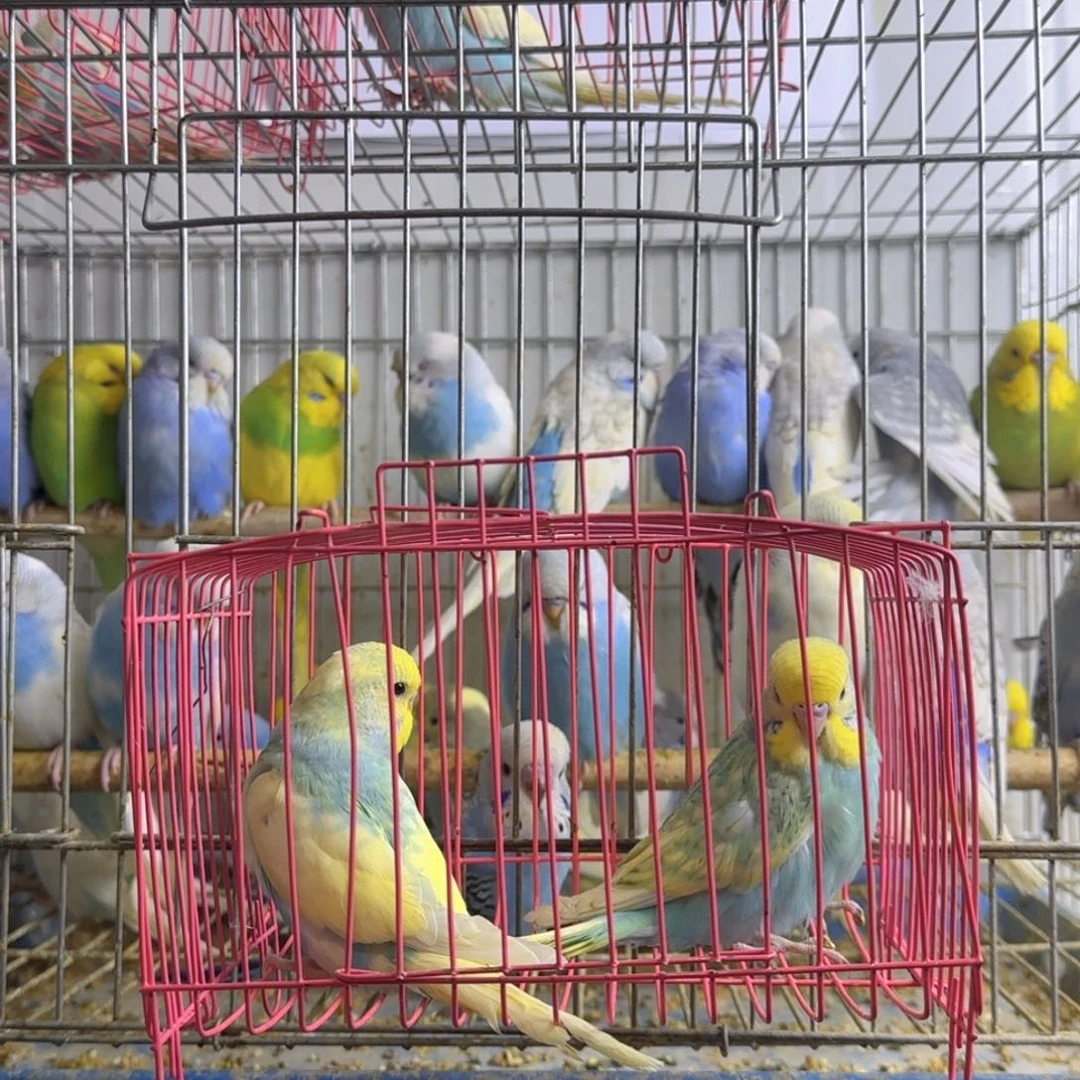 不***物虎皮鹦鹉大头鹦鹉