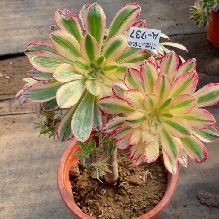 937微锦有砍多肉。ce