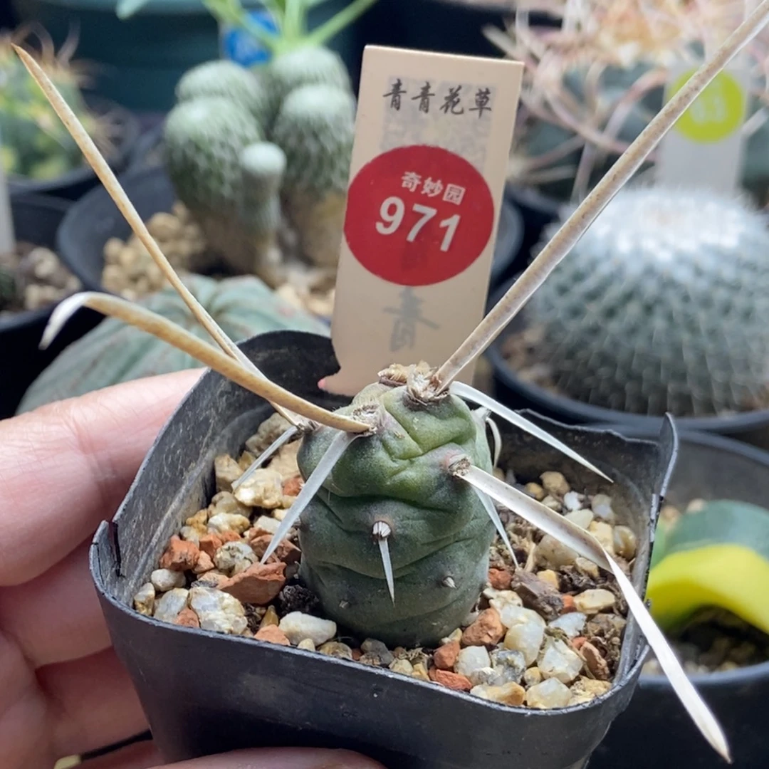 自根长灰刺武藏野一棵仙人球