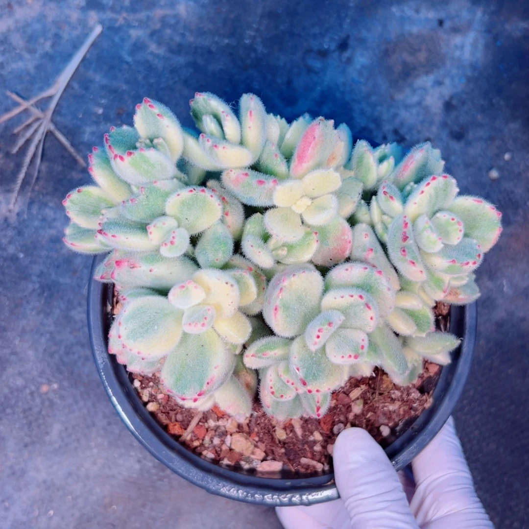 多肉植物多肉植物