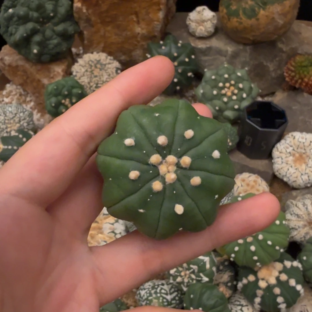 ^***^海星琉璃哈哈哈哈哈