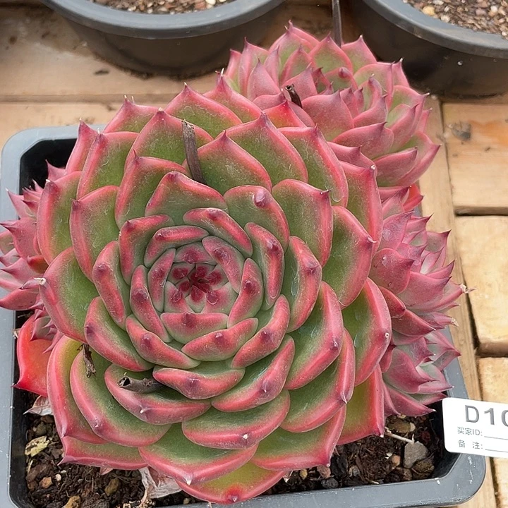 若如东云单拍D103