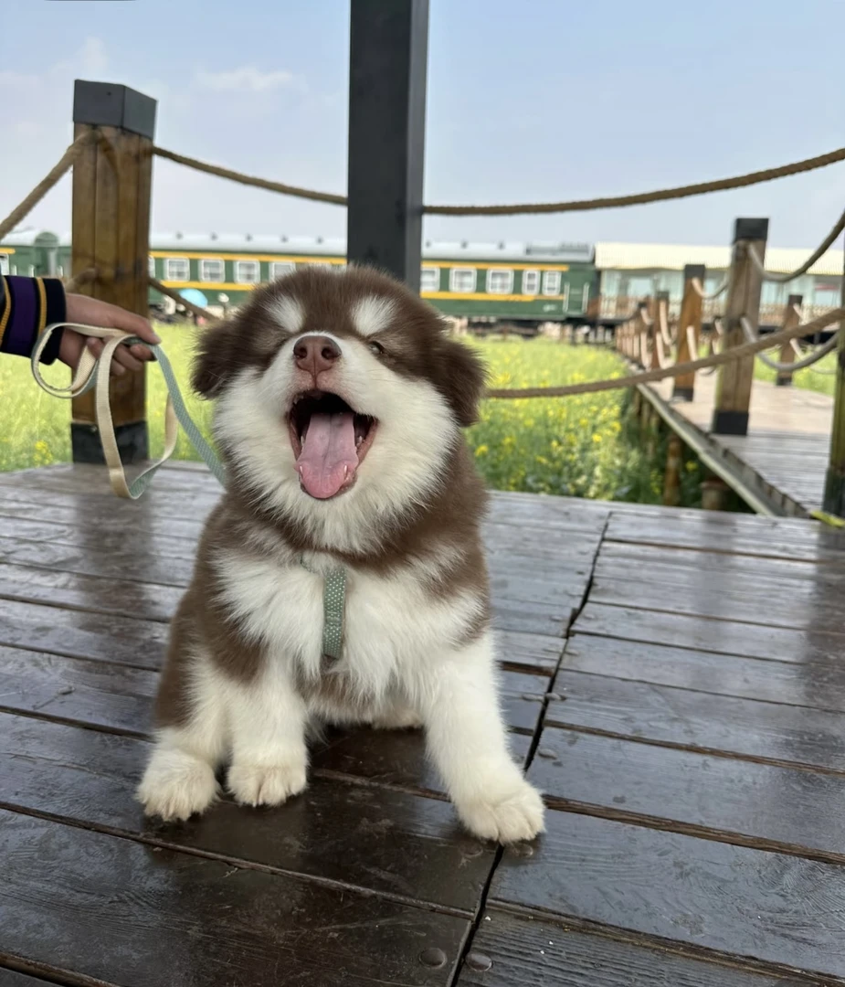 可爱健康柴犬边牧萨摩耶阿拉斯加等宠物狗