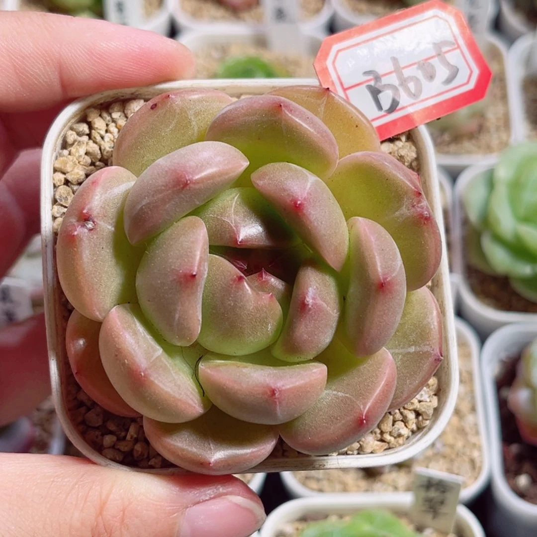 桃***龙B605 一物一拍 商陆