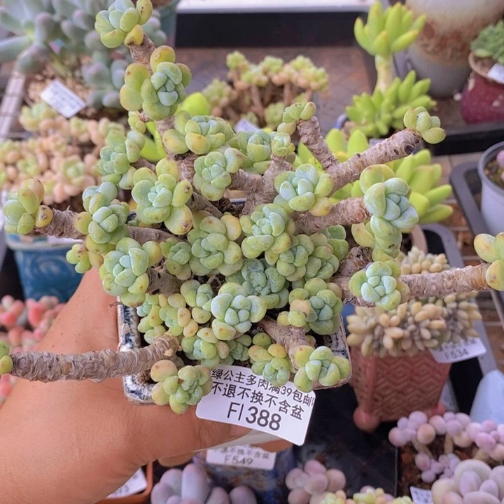 劳尔老桩13cm388多肉植物