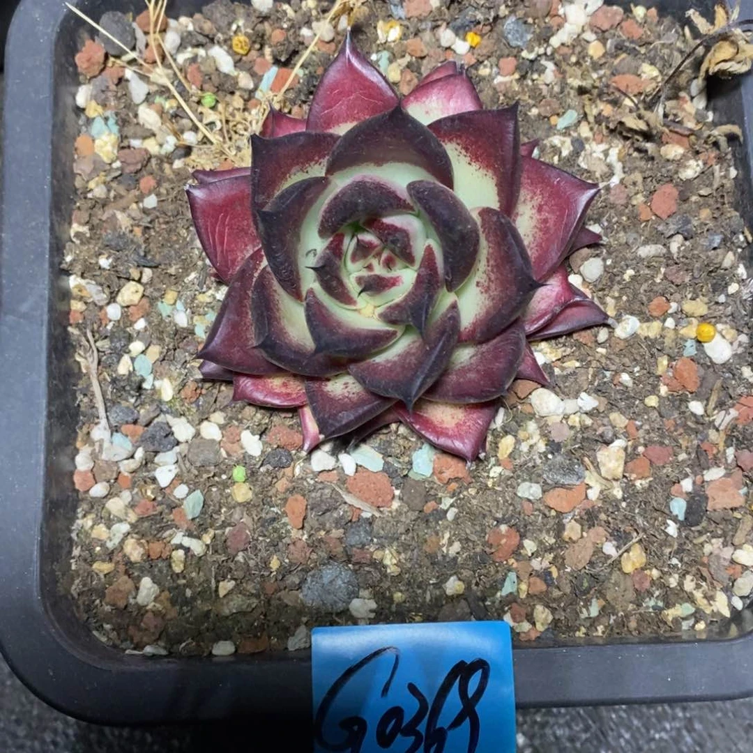 小*多肉植物多肉植物0369