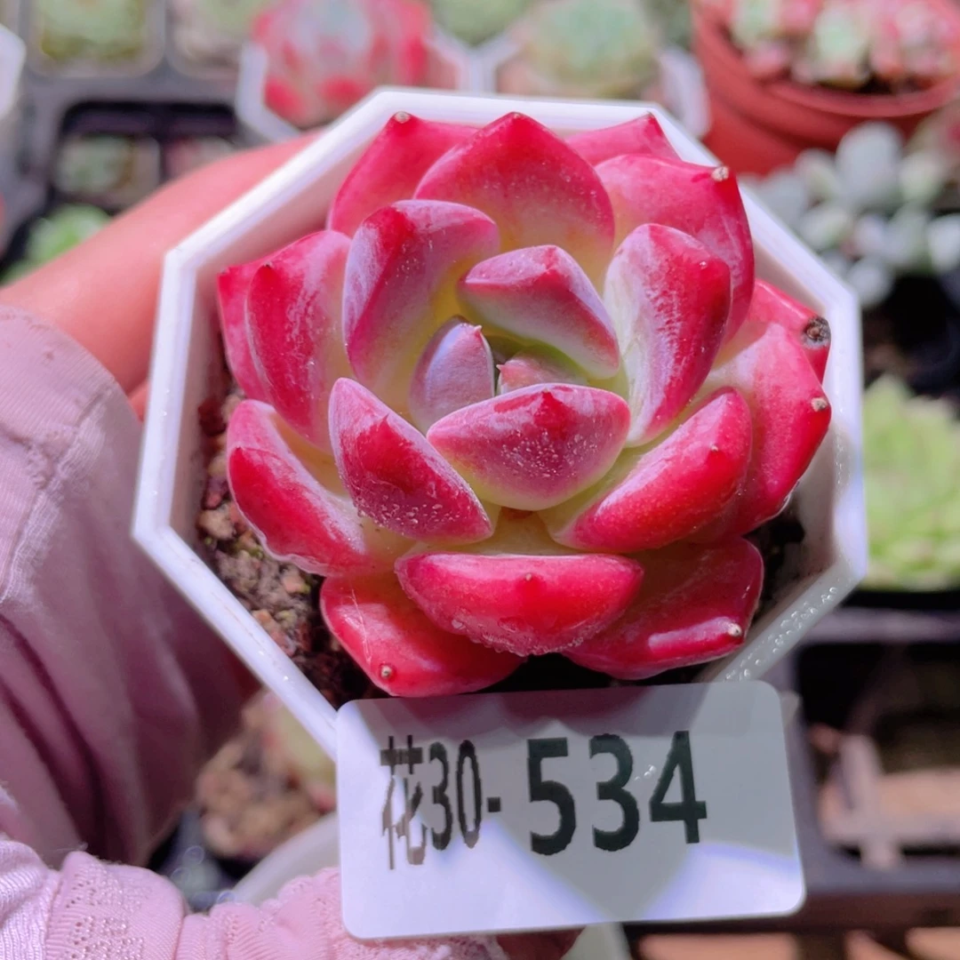 花利美30-534精选糖心