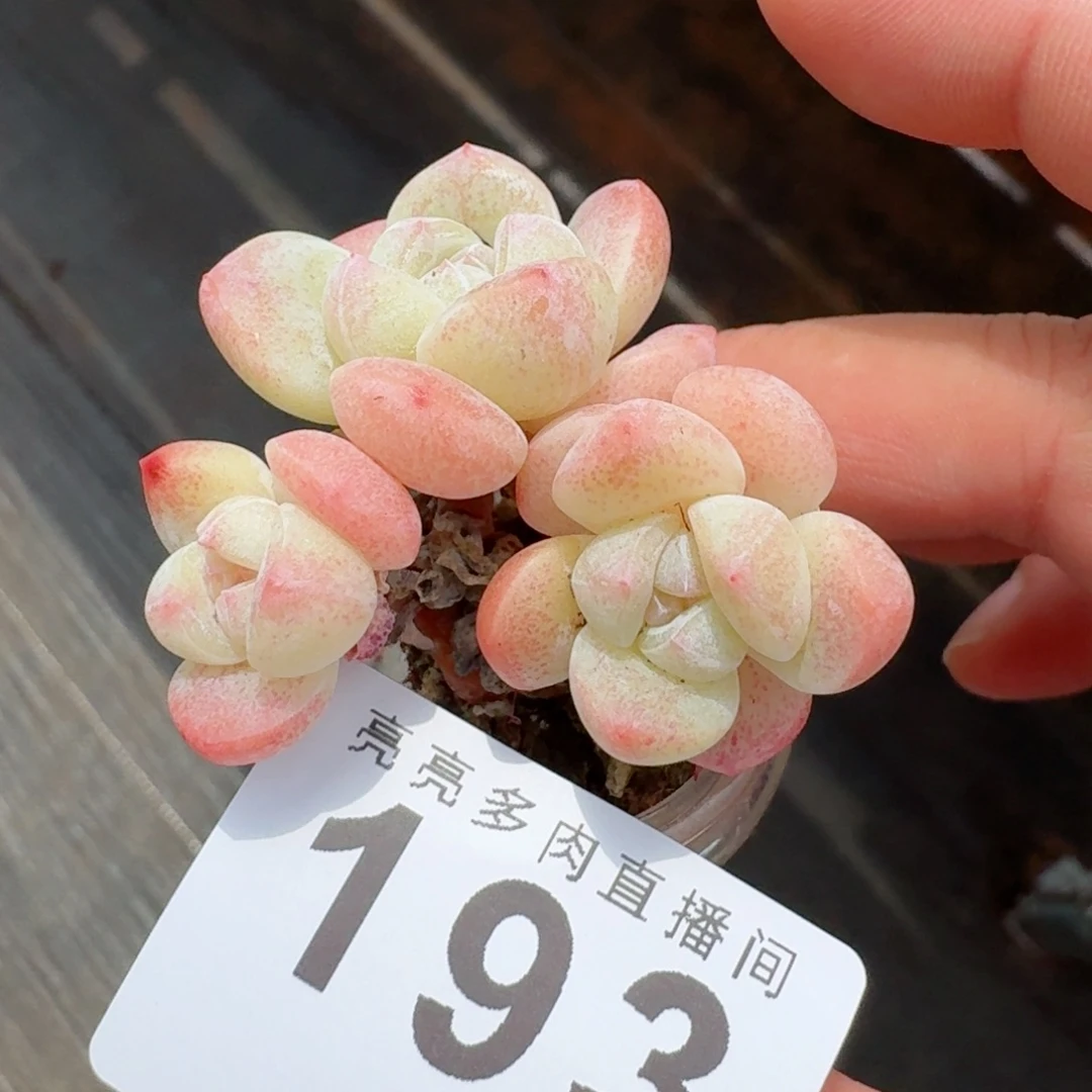 糖心冰玉            精美多肉植物