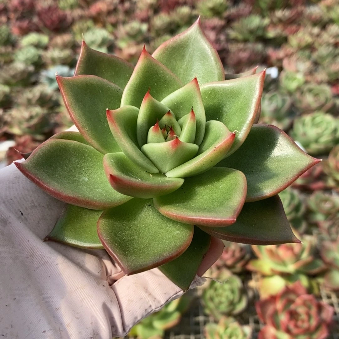 无花朵26 号东云系多肉植物