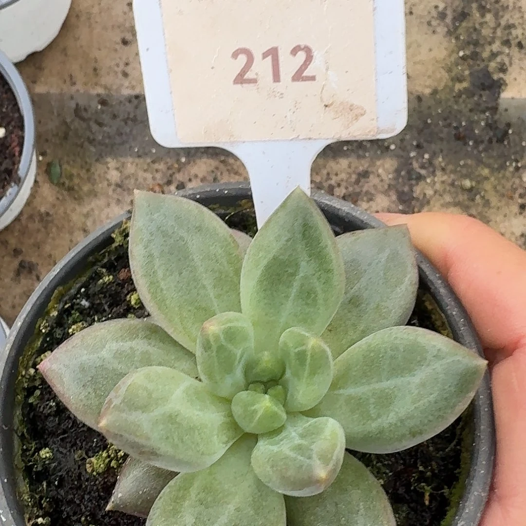 暗纹水晶球1234567891011