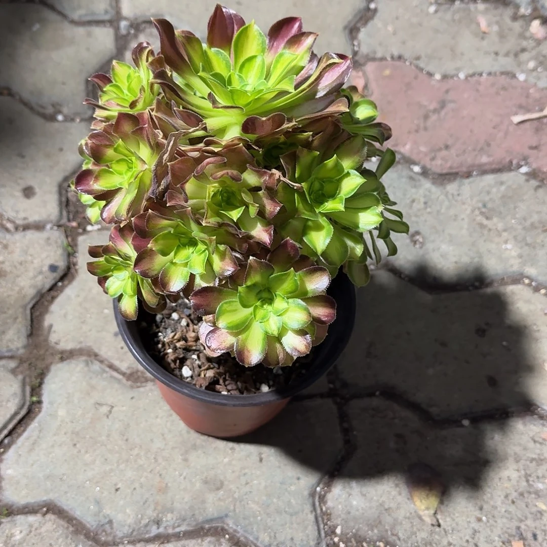 韶华法师多肉植物精品