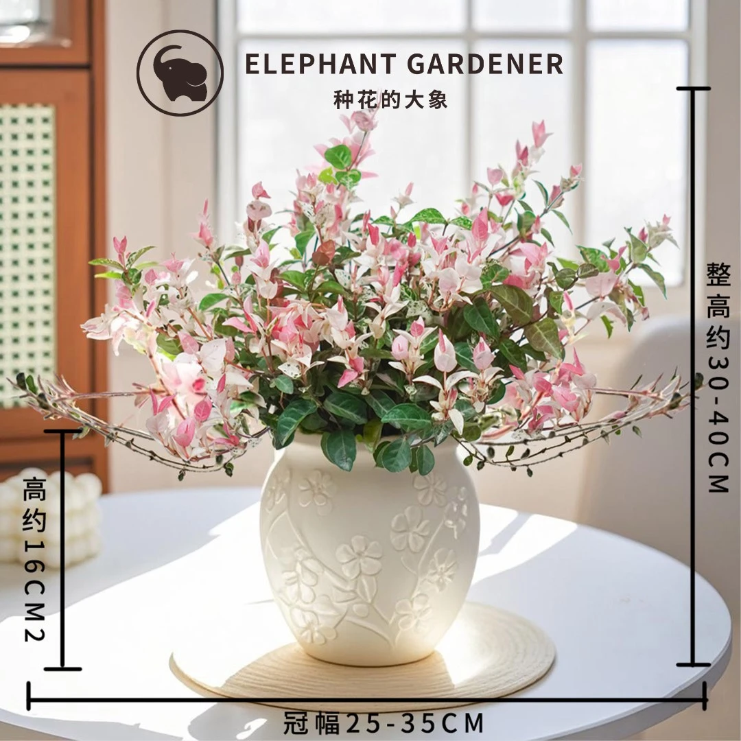 花叶同款络石彩色室内绿植清新四季庭院观景客厅观赏绿植金枝玉叶