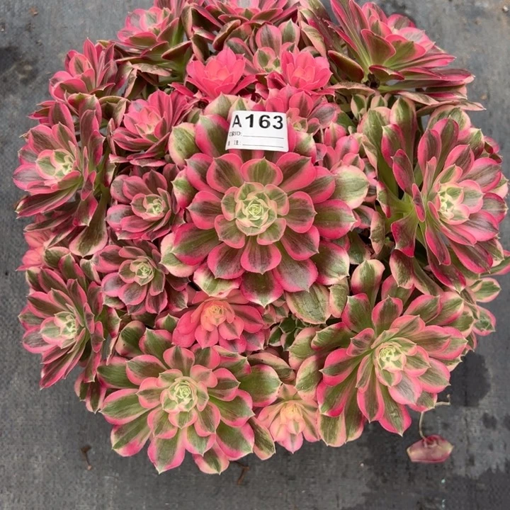 快****?163男神35厘米左右多肉