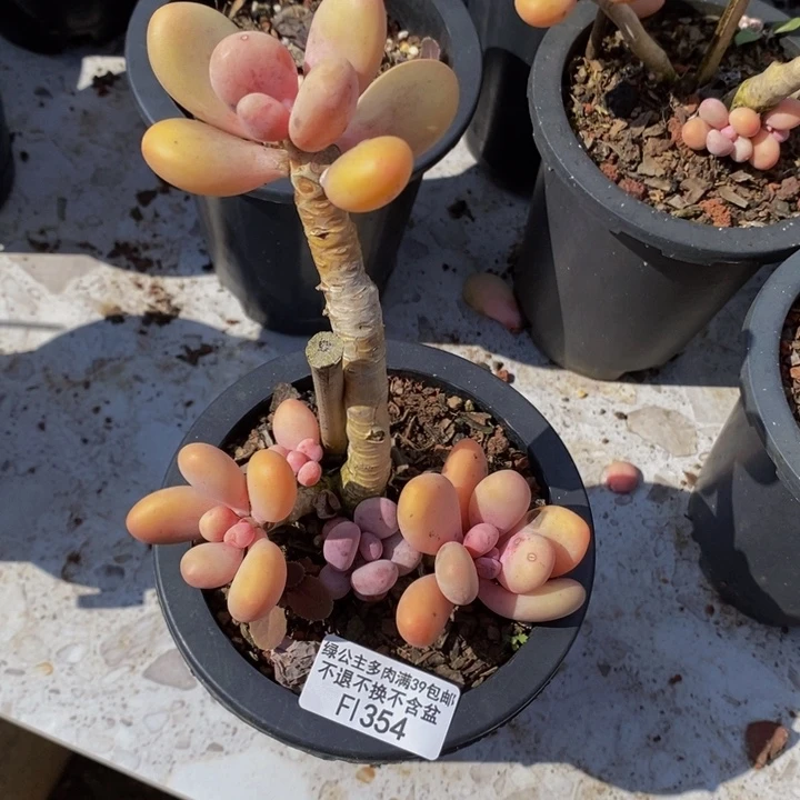 蛋黄奶老桩特价354多肉植物