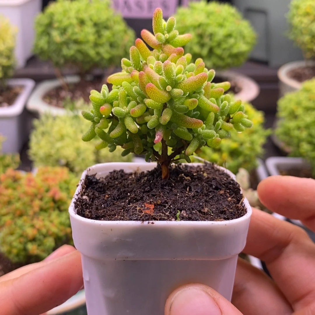245蜜桔糖球。