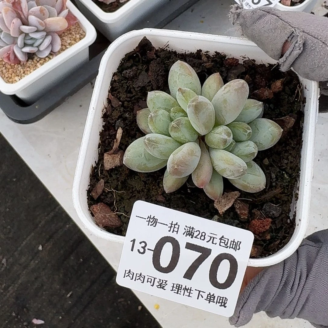 森林之心无盆土发货无盆土无