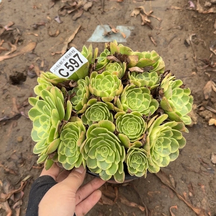 奶白……多肉植物……