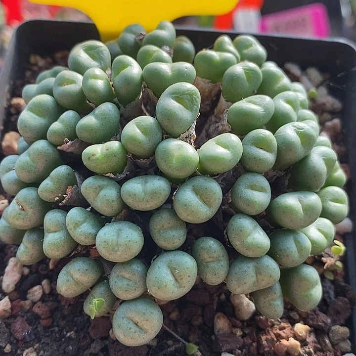在一起就是不可能啊亲7035
