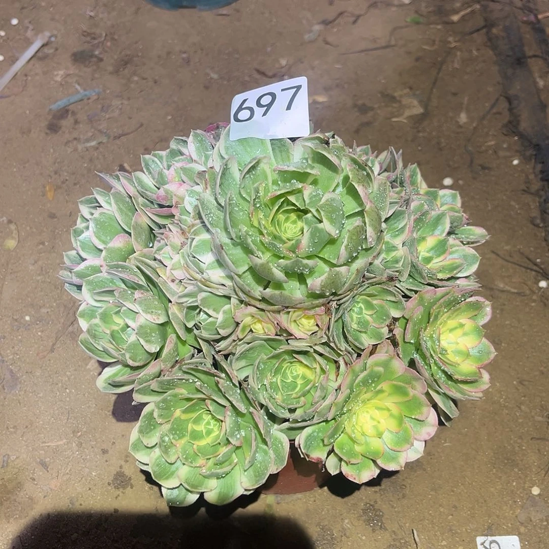 海王完美捧花697号