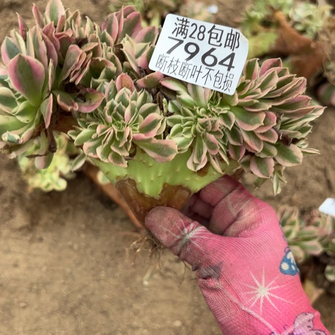 M. 7964女巫最多肉。ade