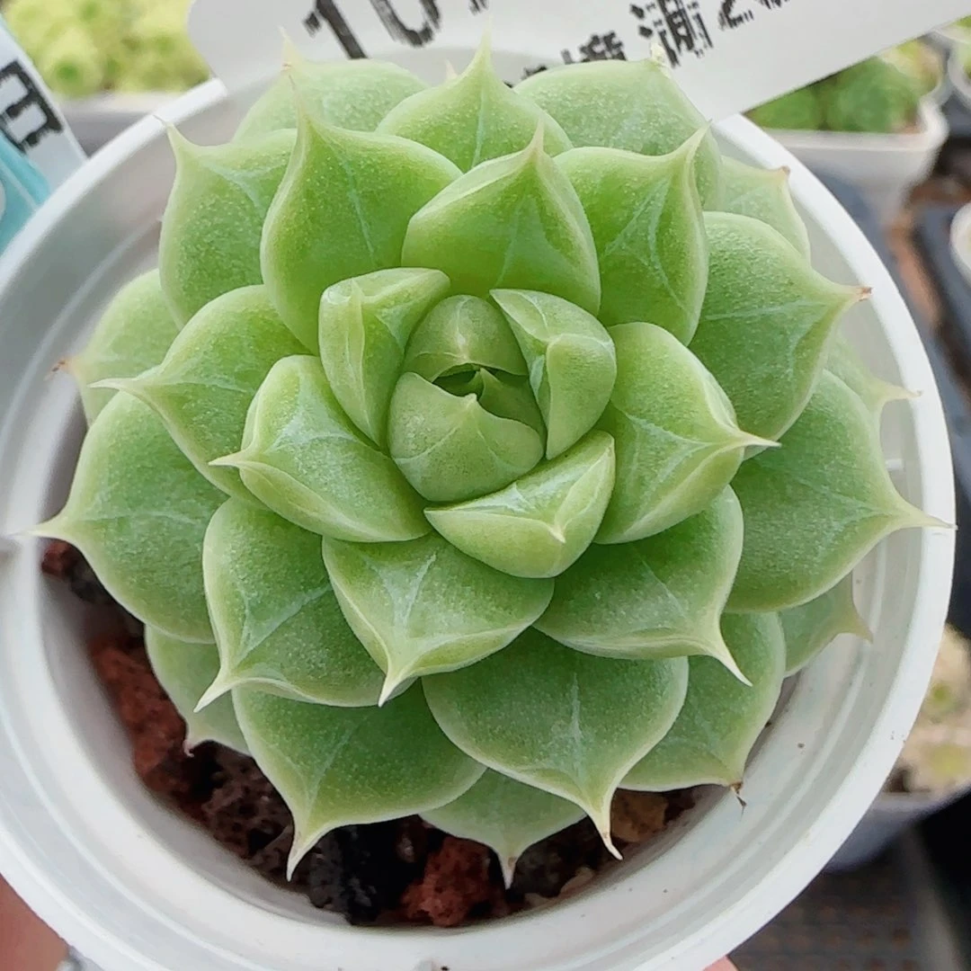 花语逸镜0729-107女王