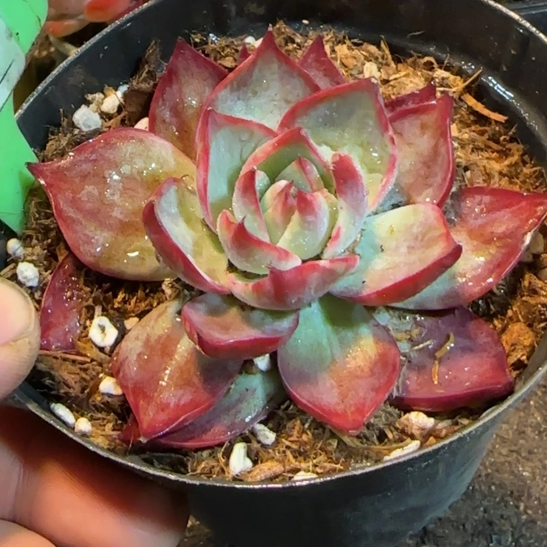 惊鸿一物一拍包装收缩花旱905