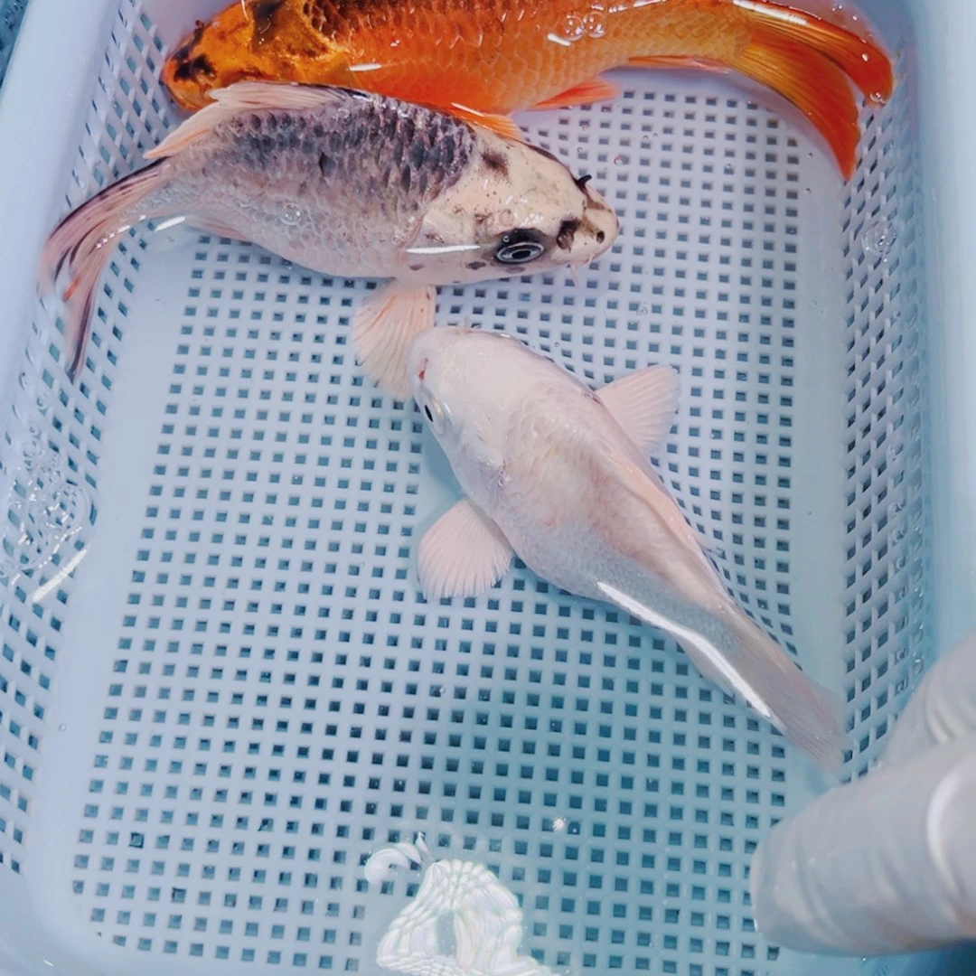 锦鲤锦鲤冷水鱼观赏116