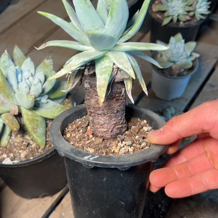 1916哈哈哈哈哈哈哈