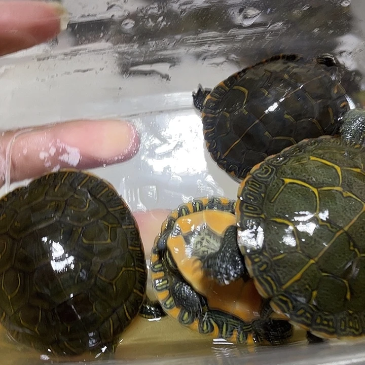 宠物龟不分公母四只瑕疵杂锦