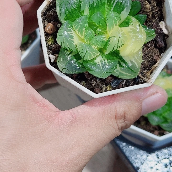 花火锦新手好养的